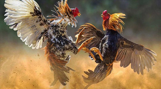 KeoBetway là một tiêu chuẩn được sử dụng để chọn các kênh chơi game chất lượng cao - Betway